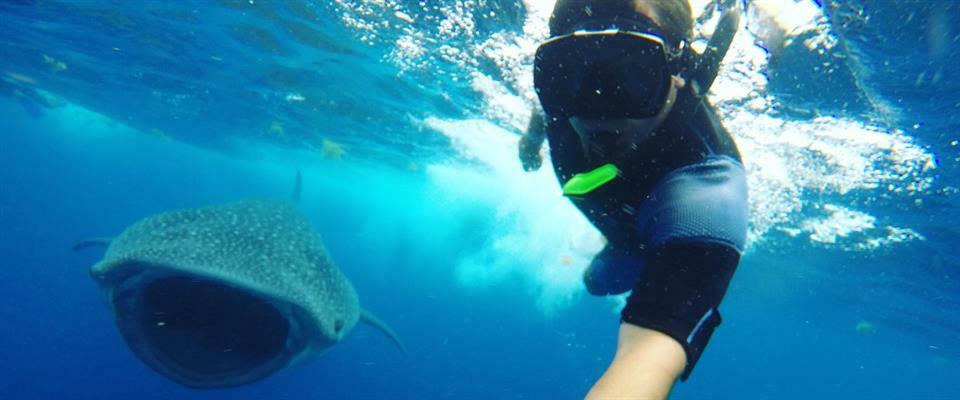 Private Whale Shark Encounter